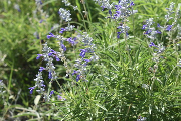 Purple Flower Backdrop