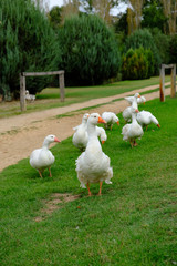 Geese on a farm in regional Victoria