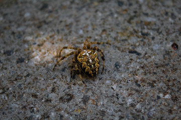 Macro Bild Kreuzspinne Deutschland