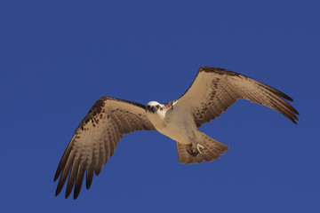 Osprey in flight carrying fish