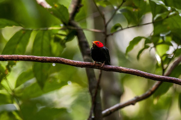 Cabeça-encarnada (Ceratopipra rubrocapilla) | Red-headed Manakin  photographed in Cariacica, Espírito Santo - Southeast of Brazil. Atlantic Forest Biome.