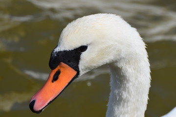 Swan close up