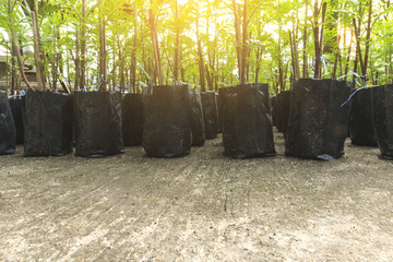 Marigold flower seedlings in a black plastic bag in the garden.