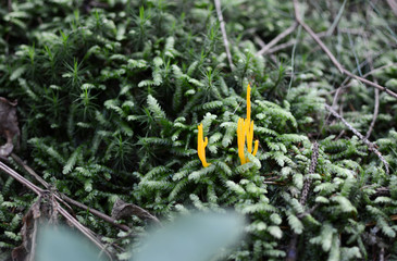 The mushroom grow among a moss.