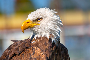 Bald Eagle Profile