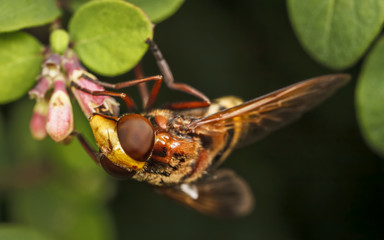 Hornet Mimic Hoverfly, Volucella zonaria