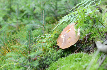 The mushroom grow among a moss.
