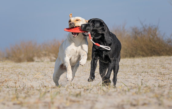 Zwei Labradore spielen am Strand