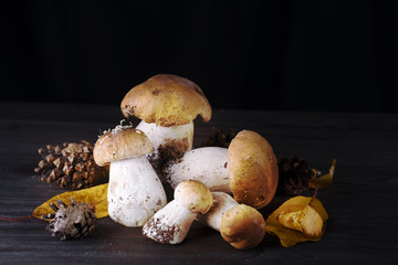 Mushrooms in the forest.