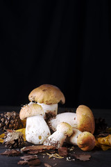 Mushrooms in the forest.