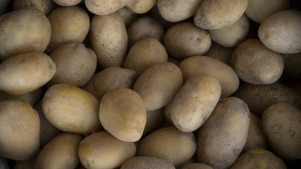 Fototapeta na wymiar fresh organic potatoes