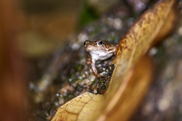 Rã Crossodactylus (Crossodactylus sp.) | True frog  photographed in Cariacica, Espírito Santo - Southeast of Brazil. Atlantic Forest Biome.