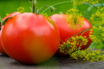 Ripe red tomatoes with dill. On the Board.