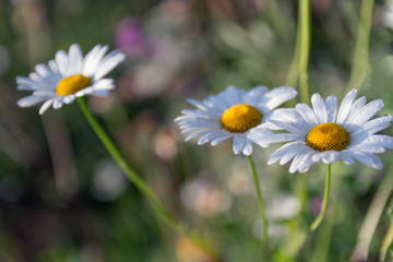 Obraz premium Green grass and chamomiles