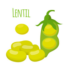 Legume plant, soybeans, green lentil bean. Vector illustration