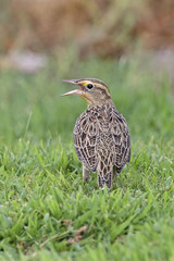 Bird western meadowlark standing on grass field