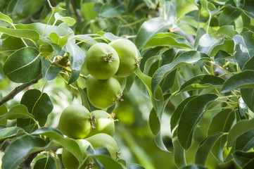 Pear fruit on the tree in the fruit garden