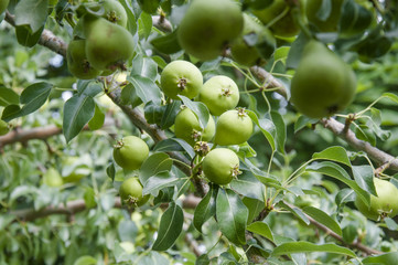 Pear fruit on the tree in the fruit garden