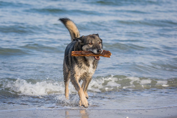Hund holt Stock aus dem Meer