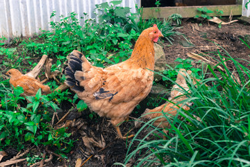 Free range red hen with chicks, poultry family in  country house garden in Kathmandu, Nepal.