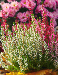 Obraz premium Calluna vulgaris