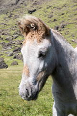 Obraz premium Icelandic foal