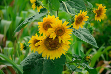 Sunflowers in a field