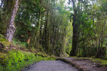 Part of Franz Josef glacier, New Zealand