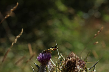 Distel mit Schmetterling
