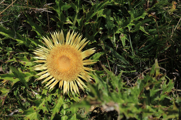 Gelbe blühende Distel