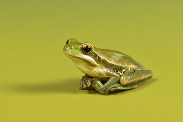 Frog, La Pampa, Argentina
