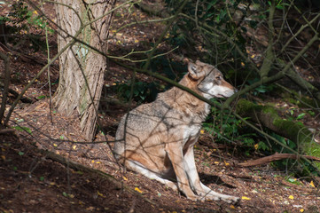 Wolf in the forest