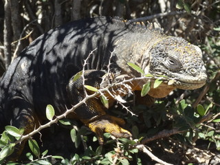 Drusenkopf, Galapagos – Landleguan in freier Wildbahn
