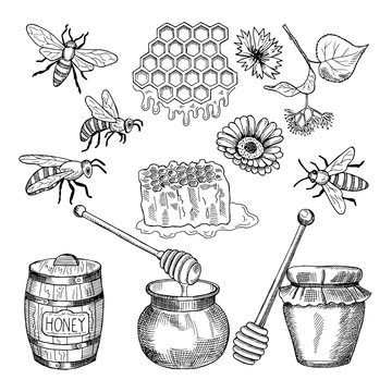 Vector hand drawn pictures of honey products