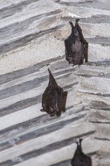 Morcego-de-cauda-curta (Carollia perspicillata) | Seba's short-tailed bat photographed in Linhares, Espírito Santo - Southeast of Brazil. Atlantic Forest Biome.