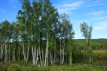 Fototapeta premium White birch under blue sky