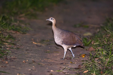 Macuco (Tinamus solitarius) | Solitary Tinamou photographed in Linhares, Espírito Santo - Southeast of Brazil. Atlantic Forest Biome.