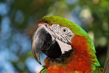 parrot ara likes to be photographed © OLEKSII