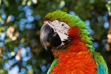 parrot ara likes to be photographed © OLEKSII