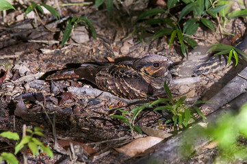 Bacurau (Hydropsalis albicollis) | Pauraque photographed in Linhares, Espírito Santo - Southeast of Brazil. Atlantic Forest Biome.