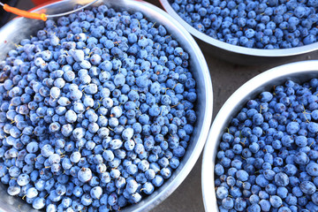 Harvest of fresh blueberries