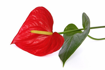Fleur d'Anthurium rouge
