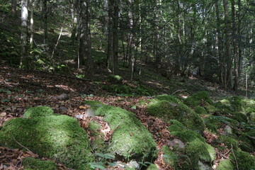 De la mousse dans la forêt