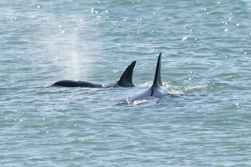 Fototapeta premium Orca Patagonia , Argentina