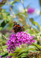 Schmetterling auf einem Sommerflieder