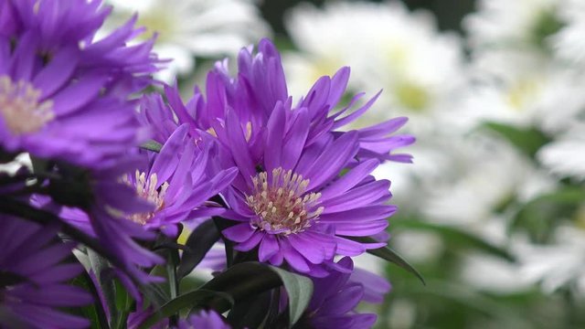 aster in autumn