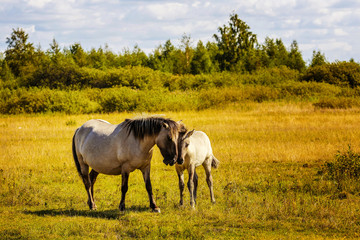 Obraz premium wild horses graze on a beautiful autumn day