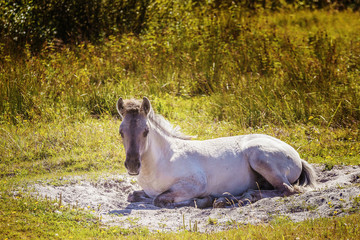 wild horses graze on a beautiful autumn day