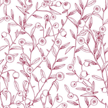Beautiful seamless pattern with cranberries growing on stems with tiny leaves against white background. Texture with berries drawn in etching style. Vector illustration for wallpaper, textile print