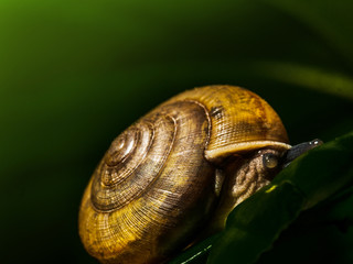 The macro image of garden snail (Helix aspersa) on the leaf with the dark green background